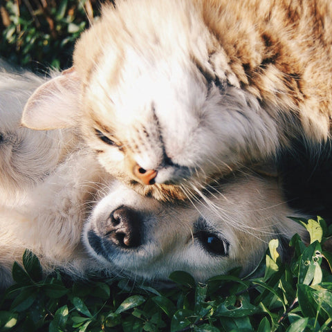 Gut Health for Pets: A Beginner’s Guide to the Pet Microbiome