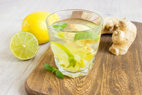 Ginger Beer Plant