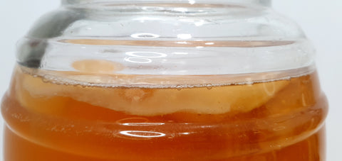 Jun Kombucha Scoby