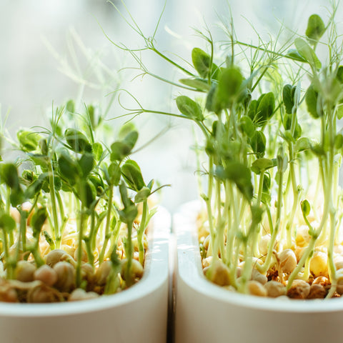 Top tips for your food ferments
