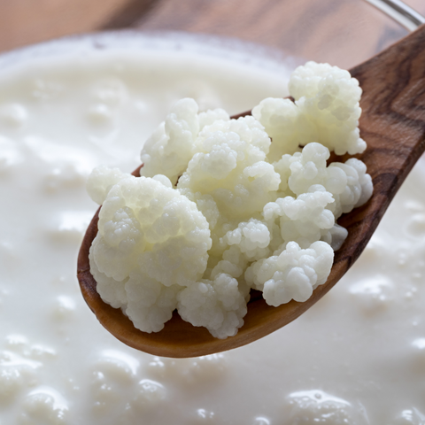 Kefir NZ