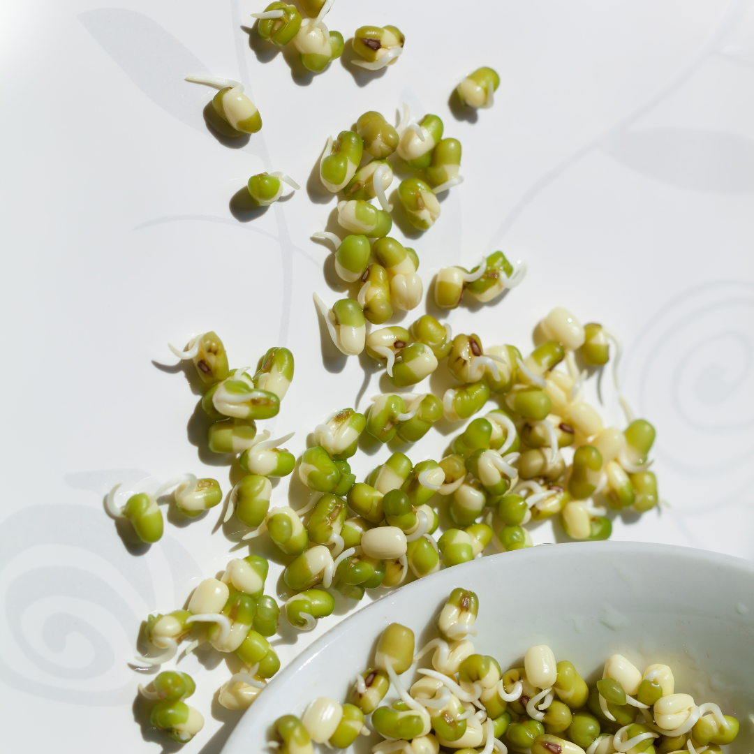 sprouts for fermenting