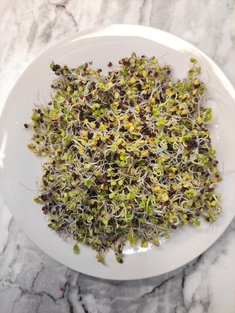 Sprouting Seeds- Organic Broccoli- 100g