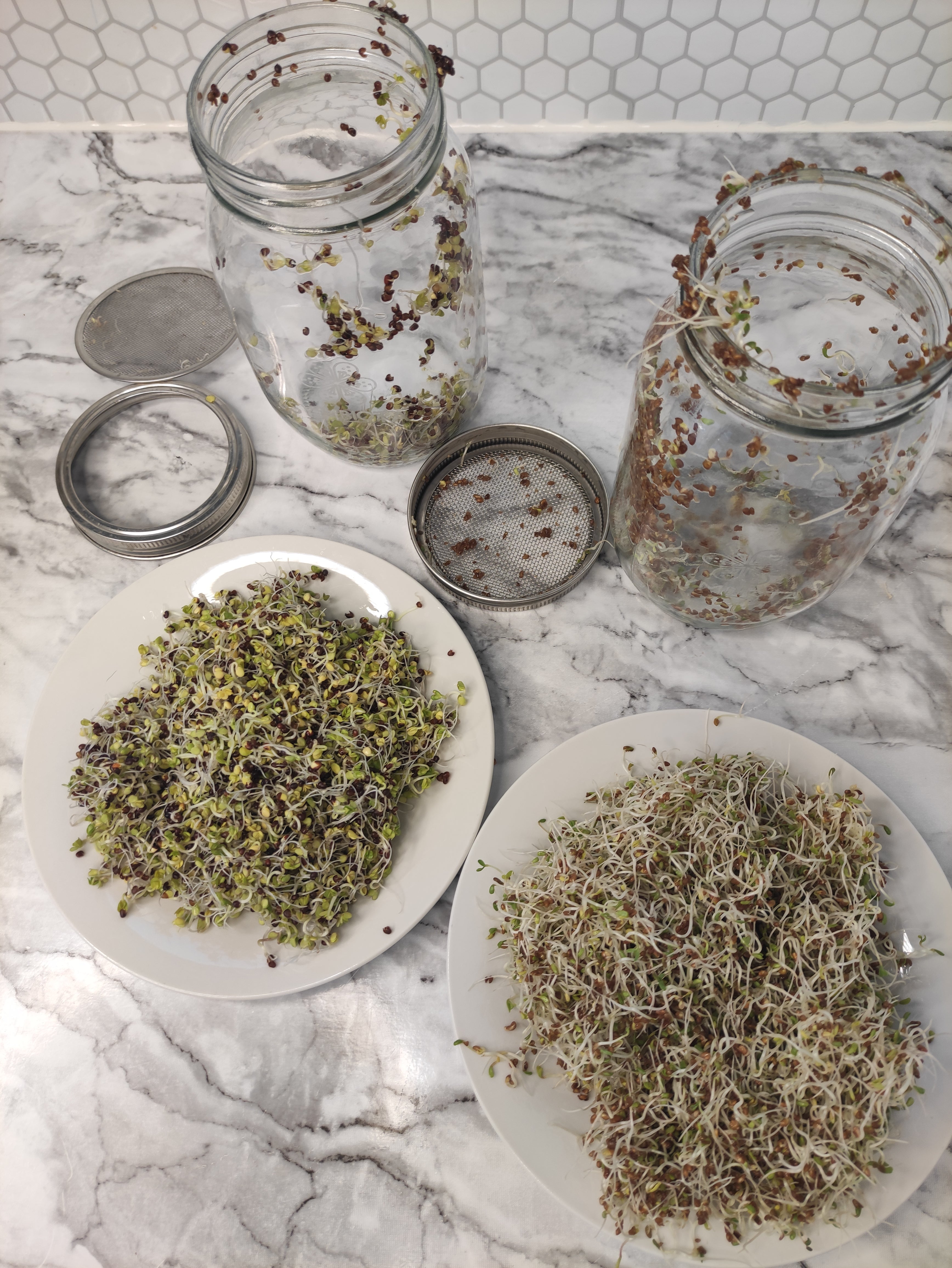 Sprouting Seed Kit