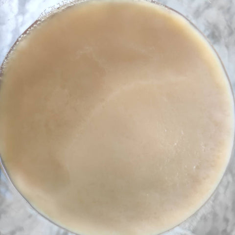 Large Organic Kombucha SCOBY